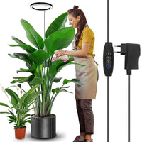 Växtlampa för stora krukväxter